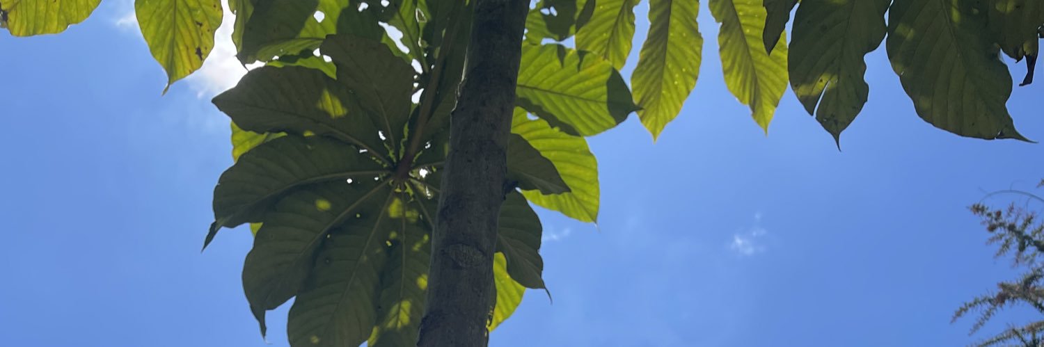 marlopezde's profile banner image
