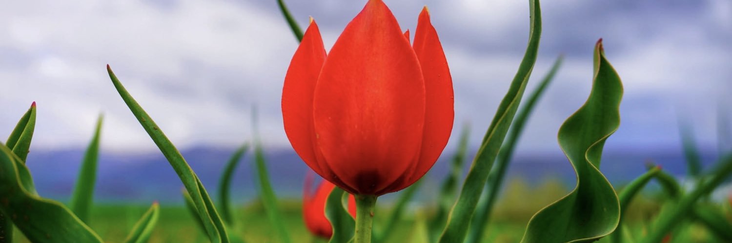 semskaradogan's profile banner image