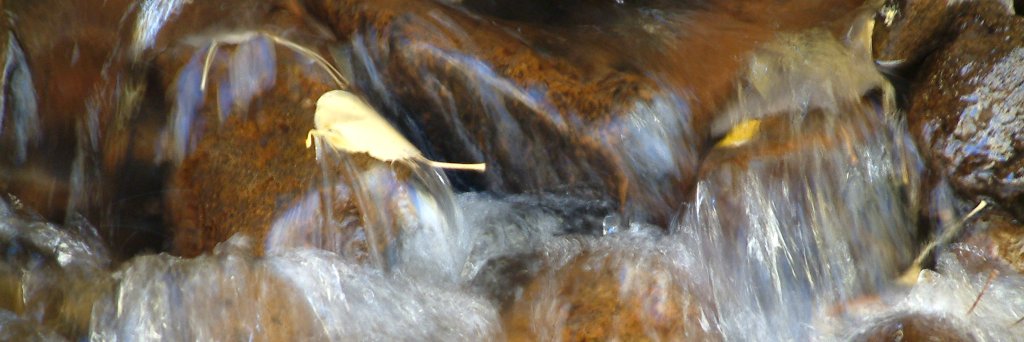envirodog's profile banner image