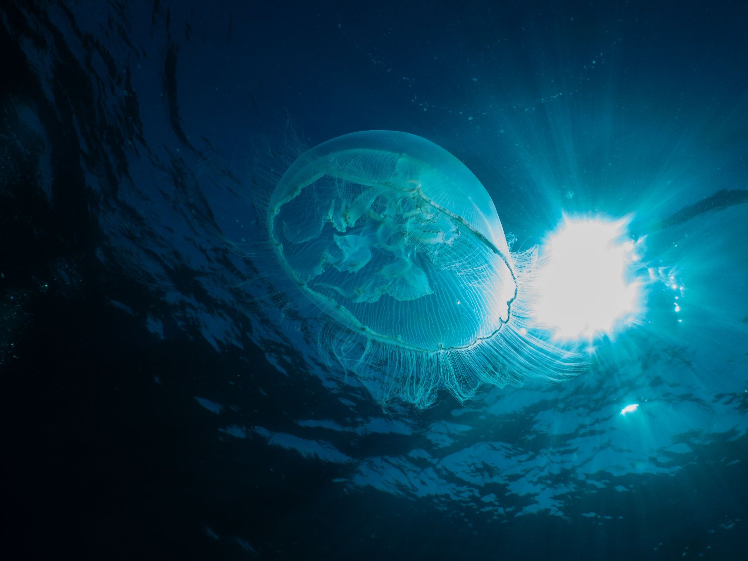 _voycie's profile banner image