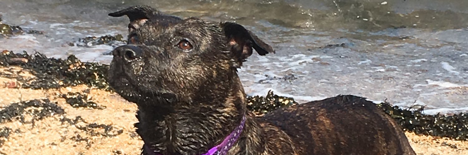 Staffie Dugz for Indy🏴󠁧󠁢󠁳󠁣󠁴󠁿🇪🇺 banner