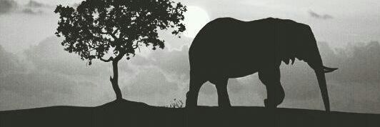 cppaola25's profile banner image