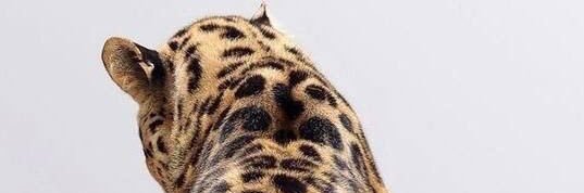 KassandraD_'s profile banner image
