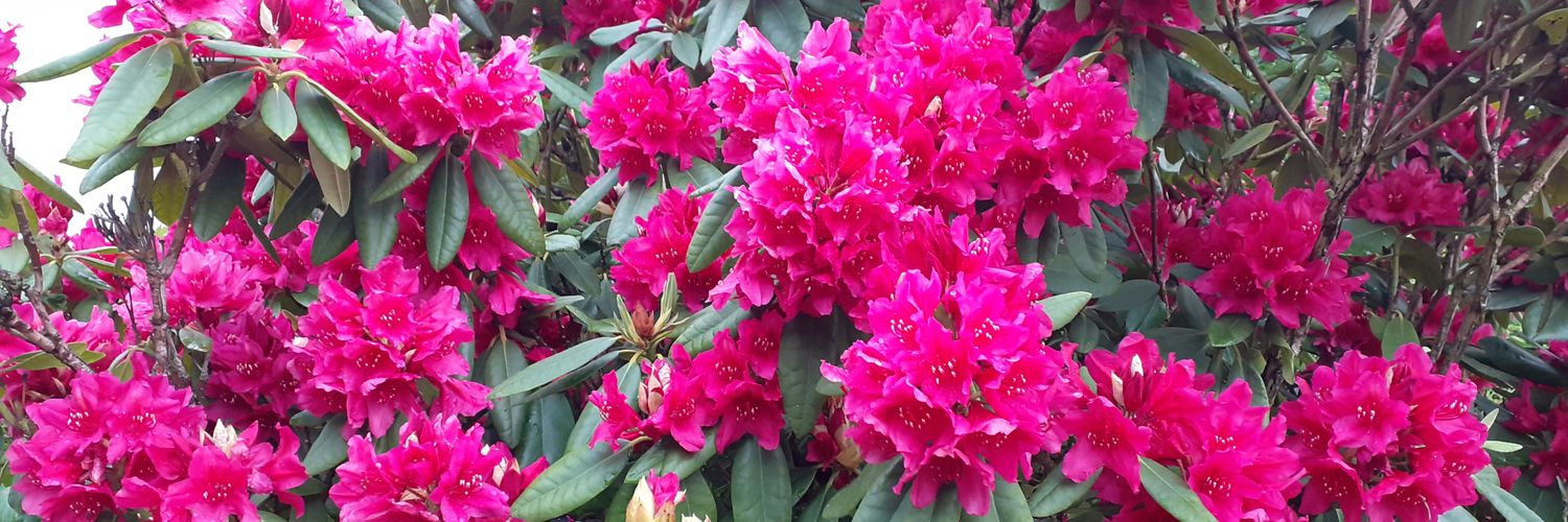 Milk Banano ☮🕊🥦🌶ॐ banner