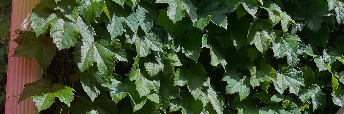 a$ honey 🍯🏋🏾‍♀️ banner