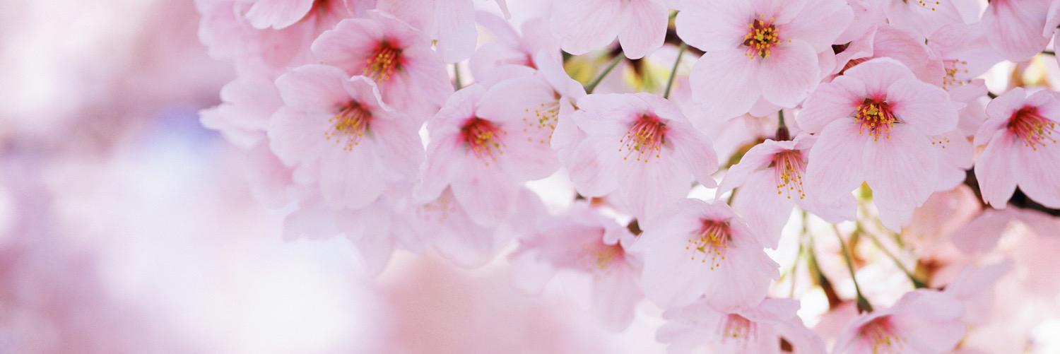 HarperLeiigh's profile banner image