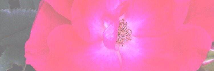 Arby_Daisy's profile banner image