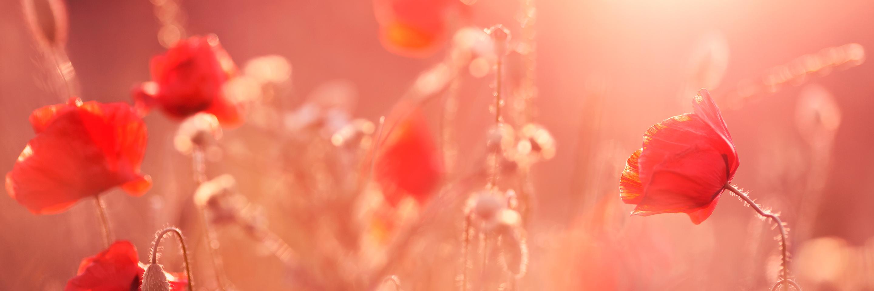 ivec_wa's profile banner image