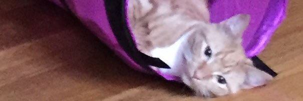 Dazeecat's profile banner image