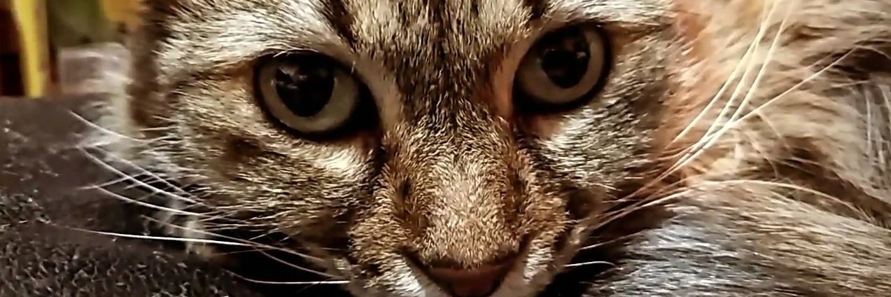 HumphreyPottas's profile banner image