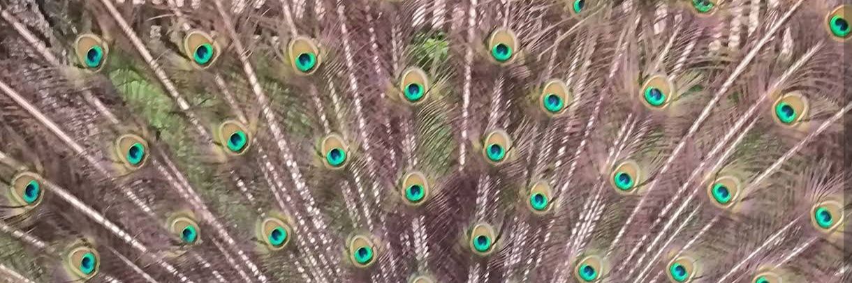 aksusteph's profile banner image