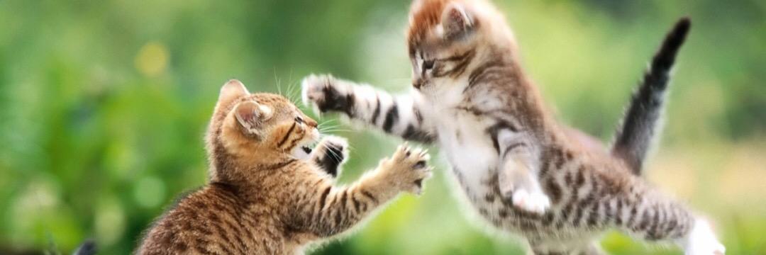 CatPorn1234's profile banner image