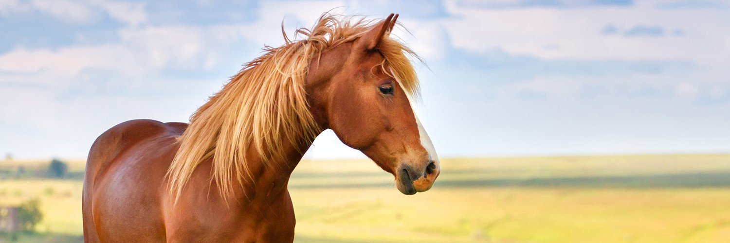 EQUUS Foundation banner