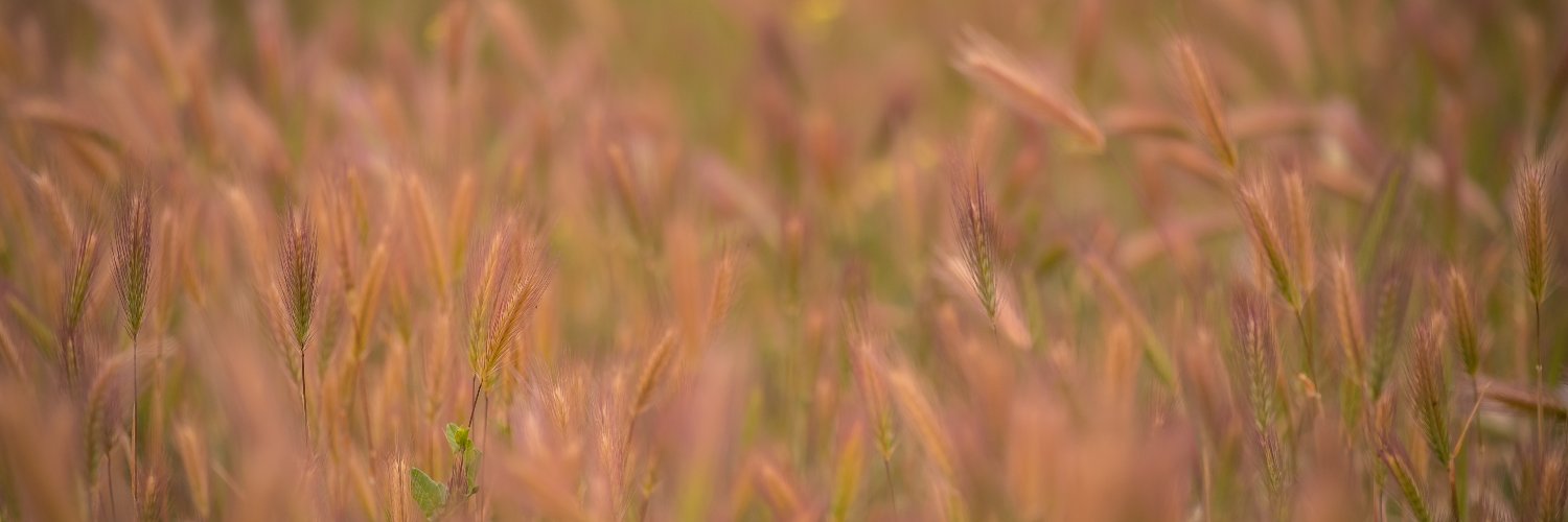 UauMedia's profile banner image