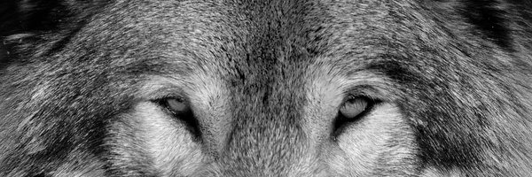 Z_wolves Profile Banner