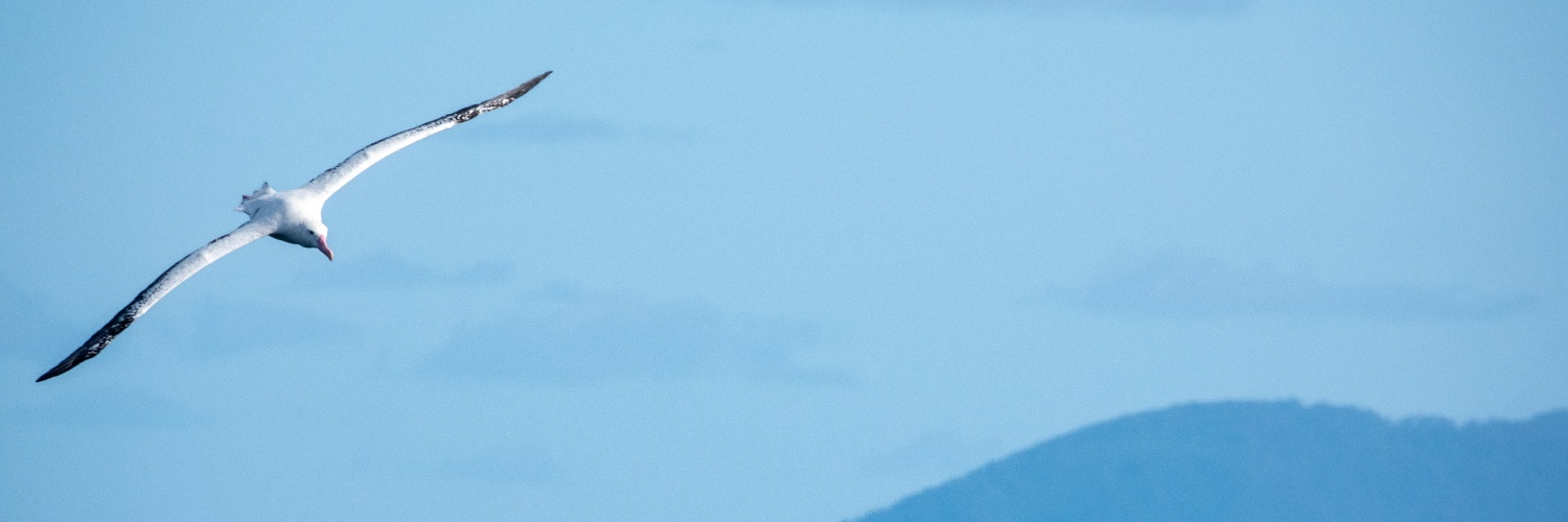 Daniel Weldon banner