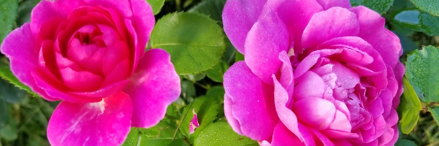 RosebudT2's profile banner image