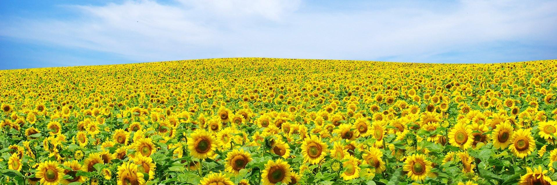 drsunflower's profile banner image