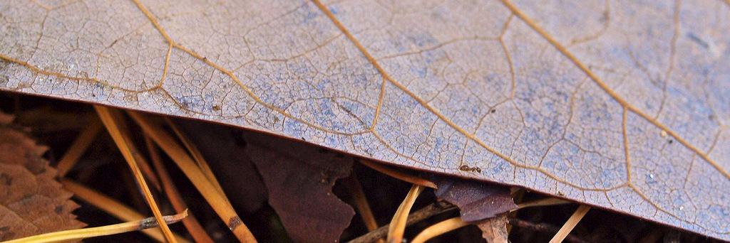 michele_farley's profile banner image