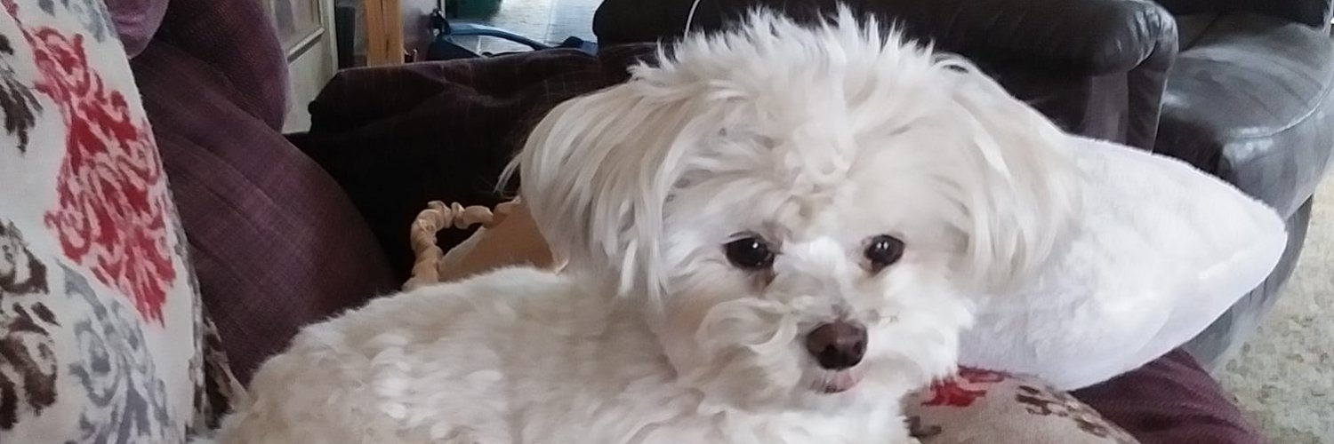 HjfoxFox's profile banner image
