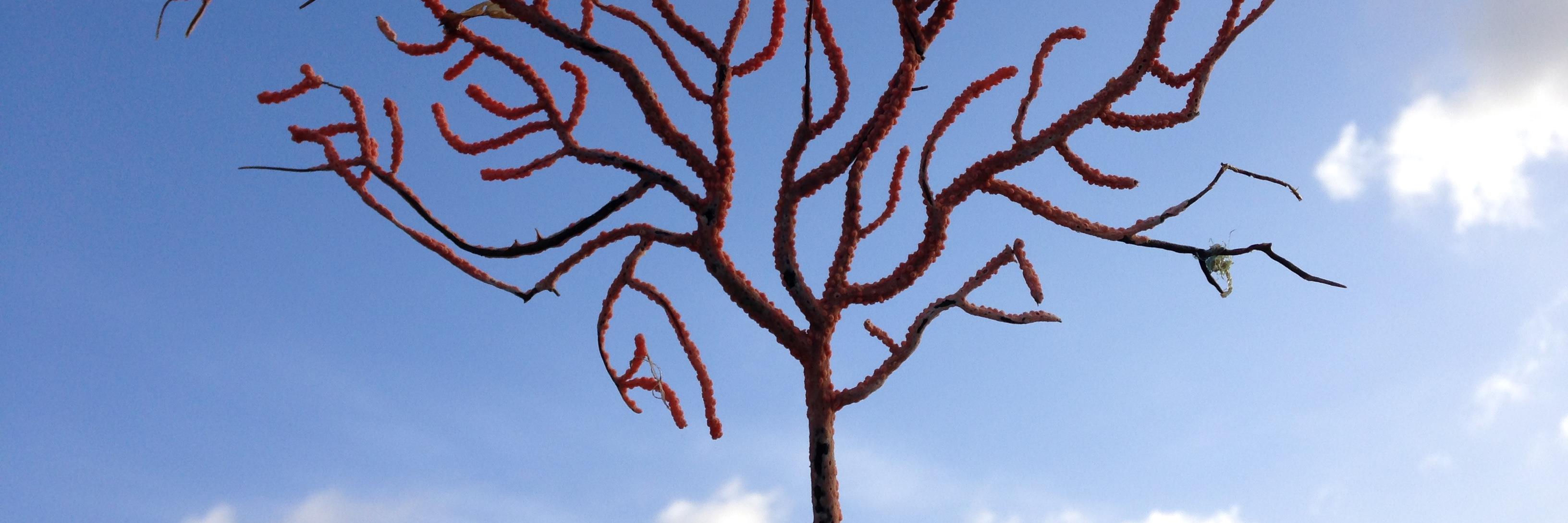 PINK SEA FAN banner