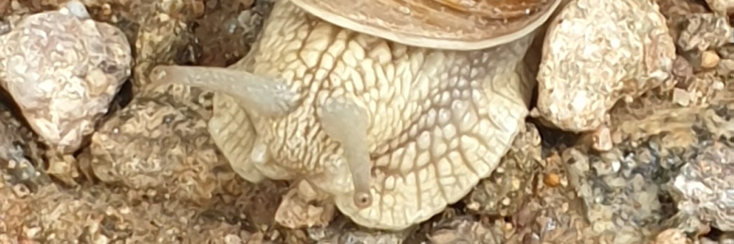 Chaos ist mein Name banner