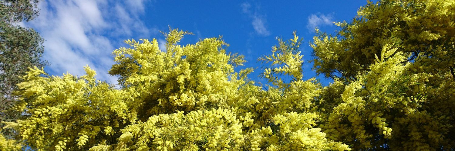 Thomas Fischer banner