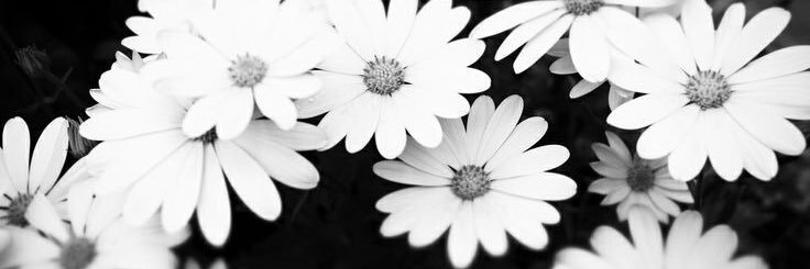 cswizzlle's profile banner image