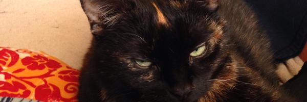 MerleLupin Profile Banner