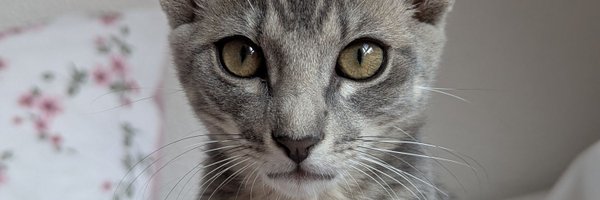 sariitacat Profile Banner