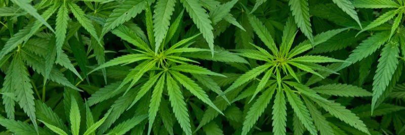 cannabislies's profile banner image