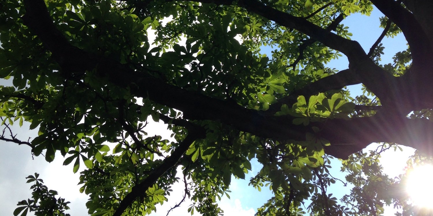 LisaTryphonos1's profile banner image