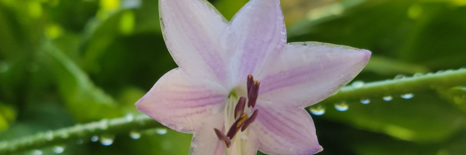 bostrawski's profile banner image