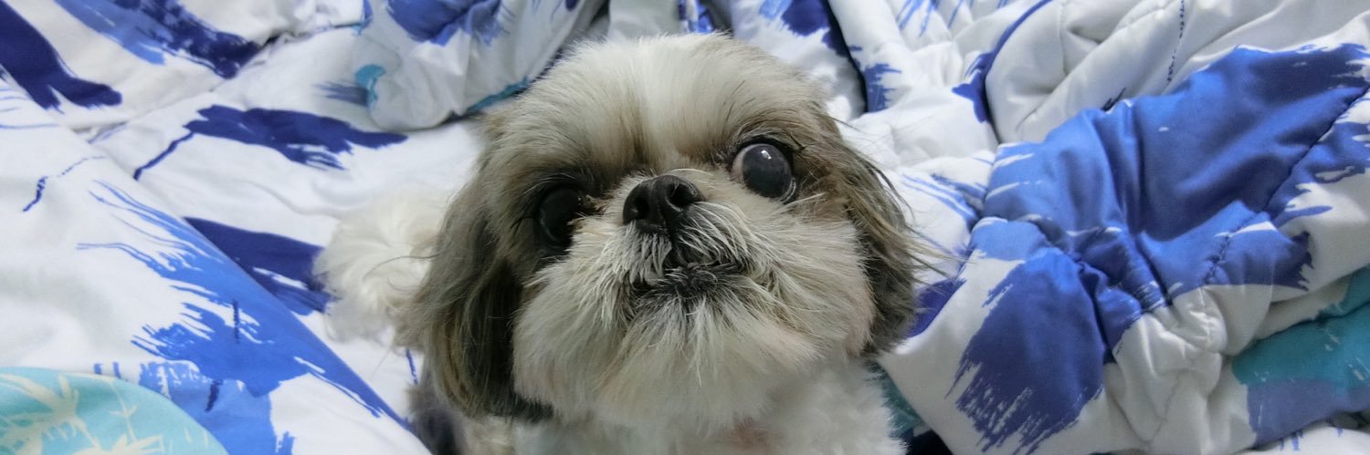 cher2cherry's profile banner image