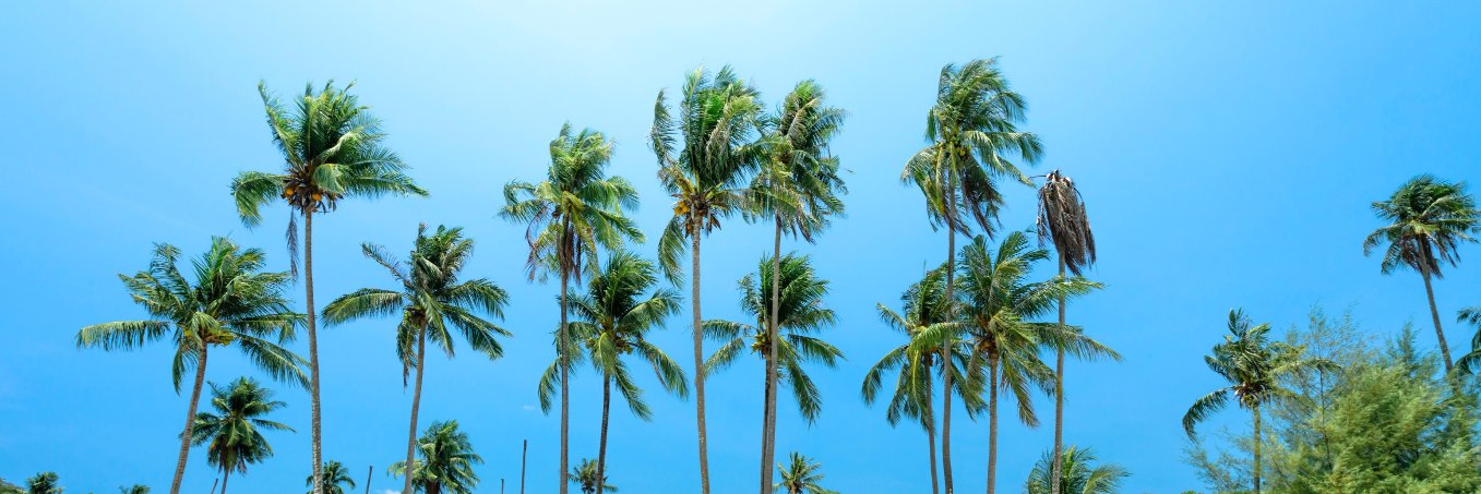 Caraibconnexion's profile banner image