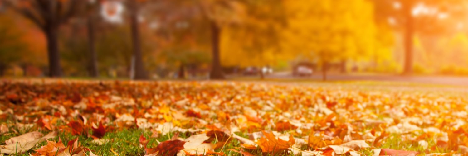 KvNdavid's profile banner image