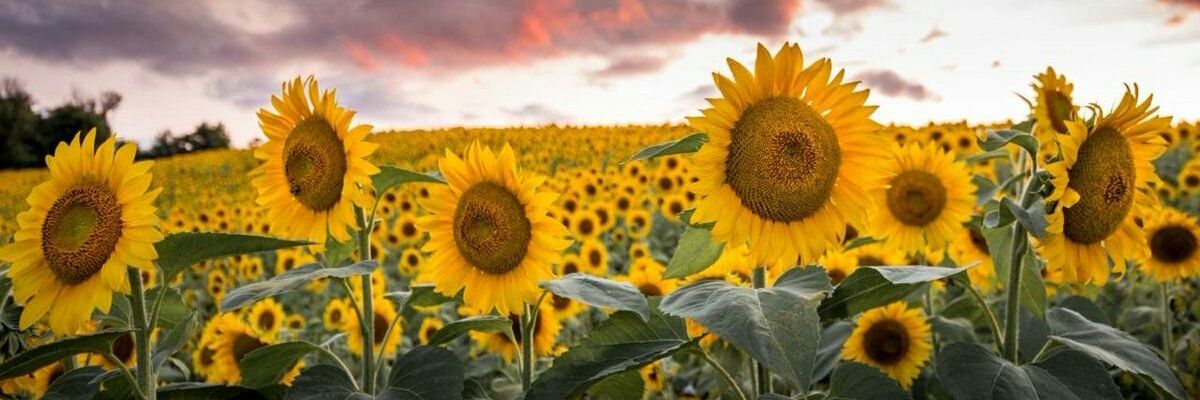 _____ThaTo's profile banner image
