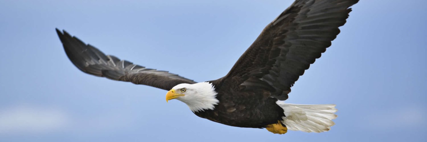savanasap's profile banner image