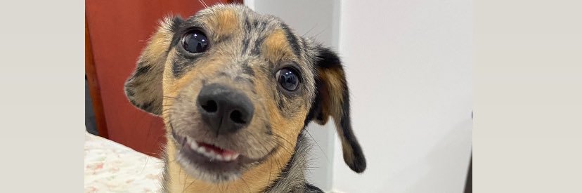lauriveron's profile banner image