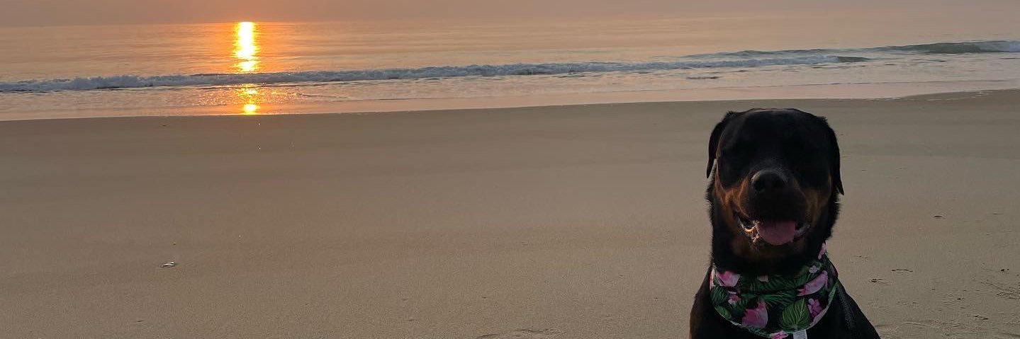 whata_BAUMshell's profile banner image
