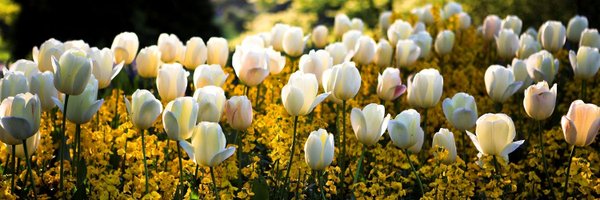 plntkng Profile Banner