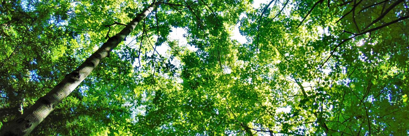 Tht_guy_Ty226 banner