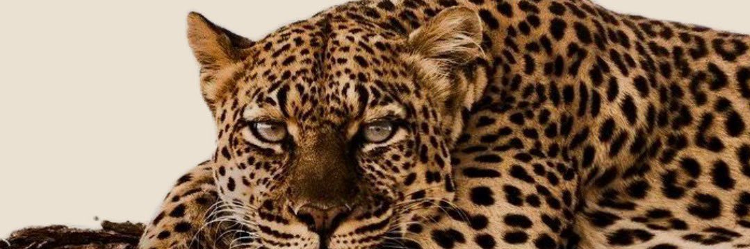 _raquels14's profile banner image