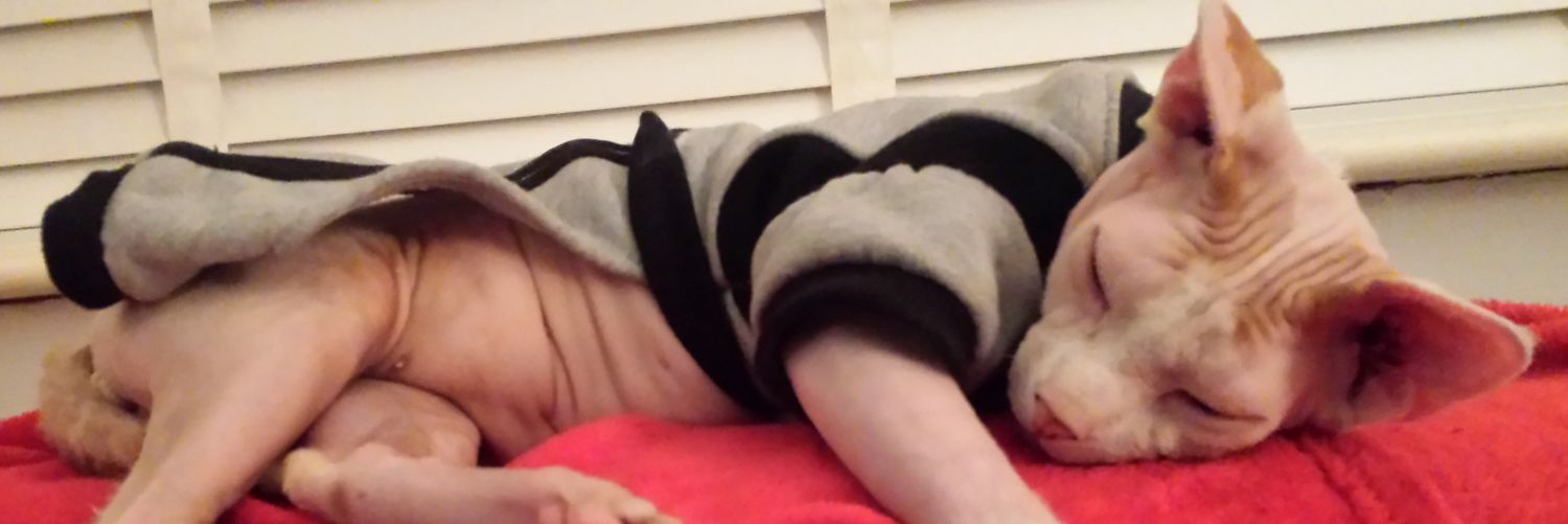 beckysprings's profile banner image
