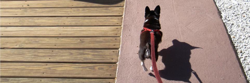 DOGZAR_com's profile banner image