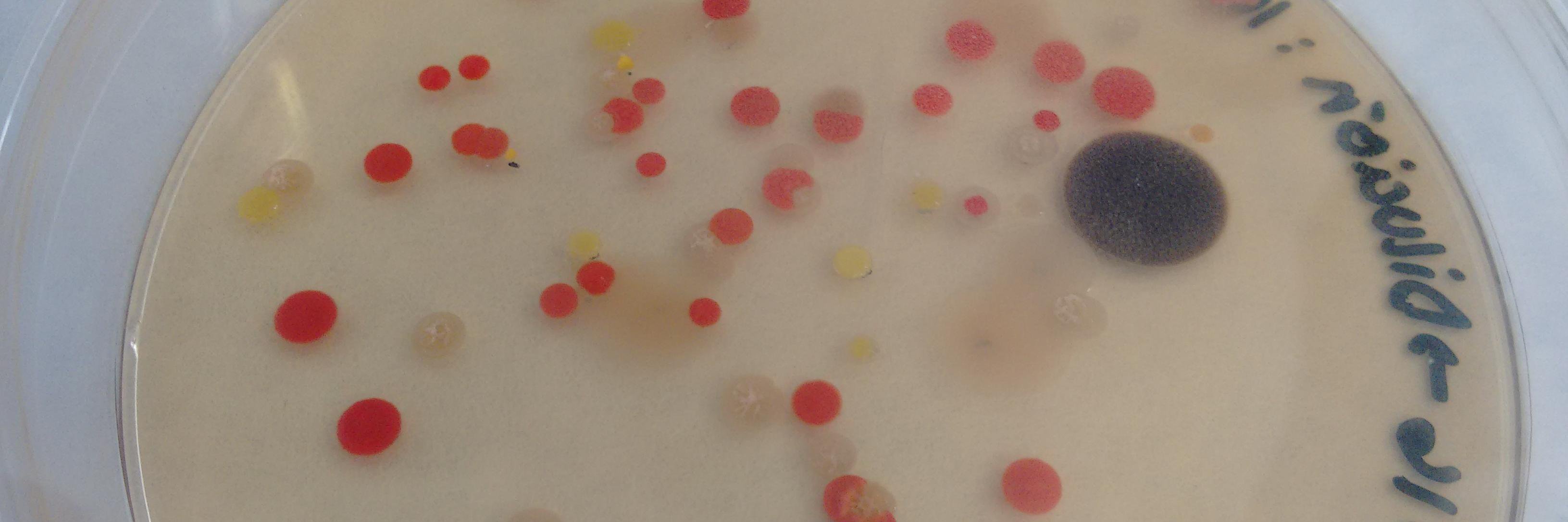 microbe_news's profile banner image