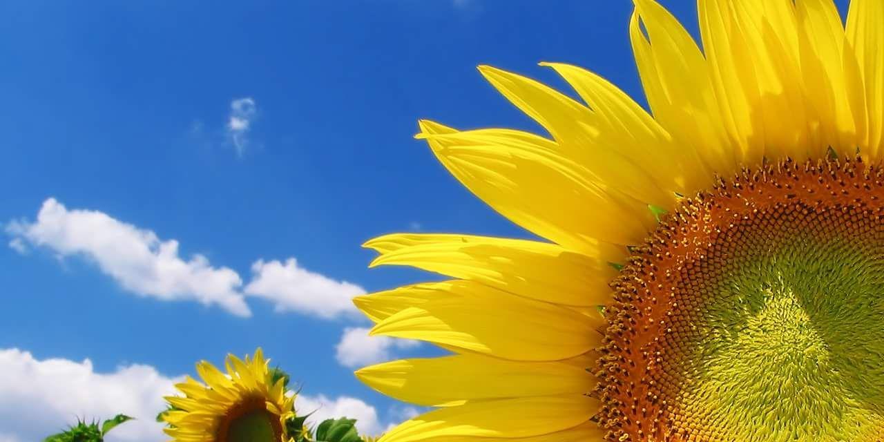 Happyness banner
