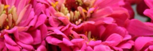 giuliapesaro's profile banner image