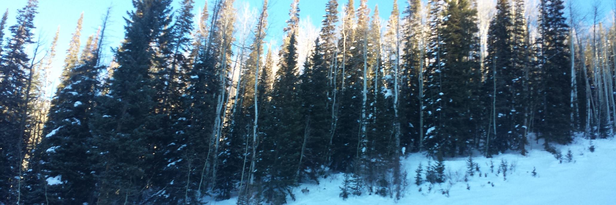 Blaine Forsberg MSc banner