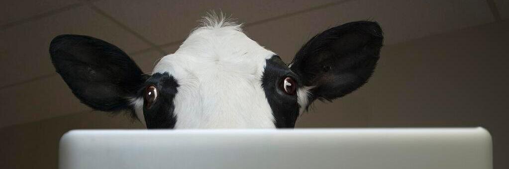 Cow Appreciation Day banner